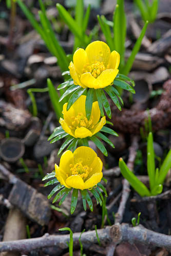 Winter hellebore,Winter wolfs bane ,تاج الملوک زمستانی